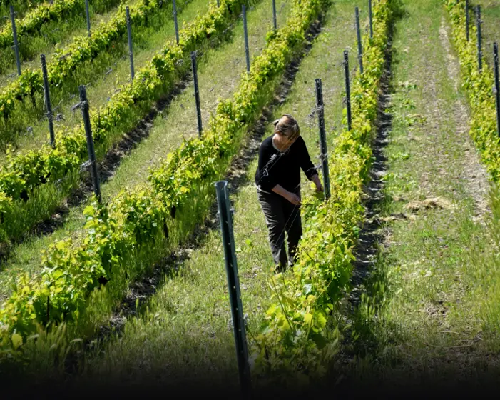 Cantina Di Barrò