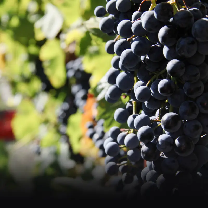 Cantina Di Barrò 11