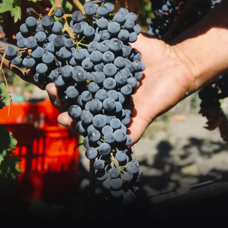 Cantina Di Barrò 13
