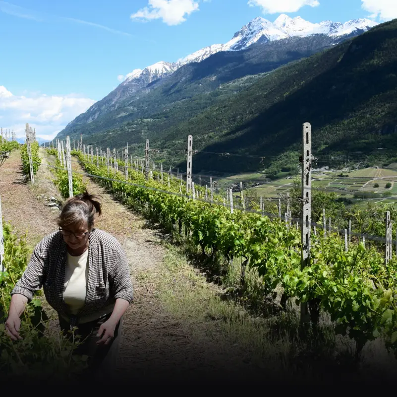 Cantina Di Barrò 6