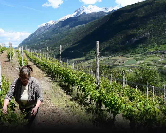 Cantina Di Barrò